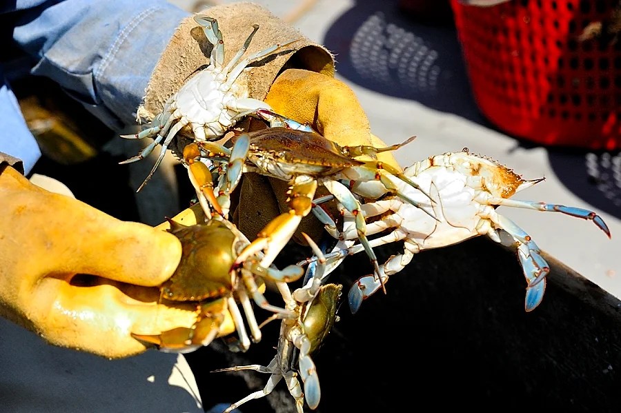 A Passion for Peelers Maryland Sea Grant